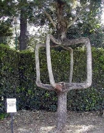 世界の奇妙な木13