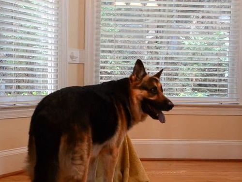 小犬がいつも脱出するのでカメラで撮影01