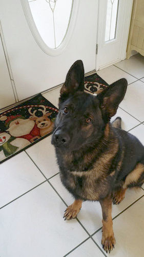 わが家に子犬が来たときの猫の表情03