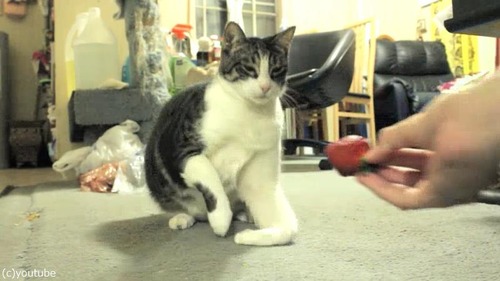 ���ƥ������򸫤�ǭ��ȿ����������02