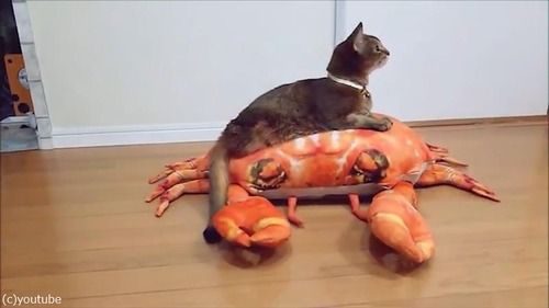 後ろ足のない猫の移動方法が斬新02