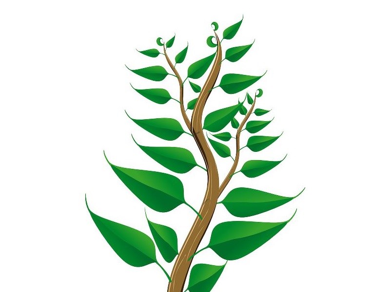 鳥にそっくりの花を咲かすオーストラリアの植物 グリーンバードフラワー らばq