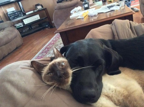 距離感が近い犬たち15