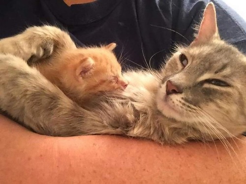 子を亡くした母猫と親を亡くした子猫06