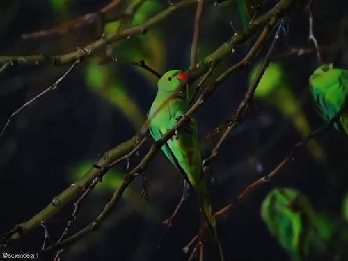 ロンドンの木に近づくとびっくりする01