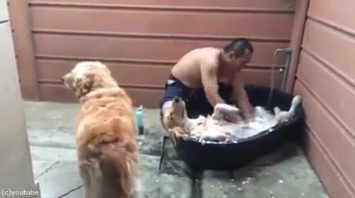 シャンプー犬02