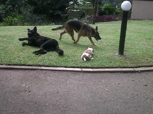 シャドウという名前の犬02