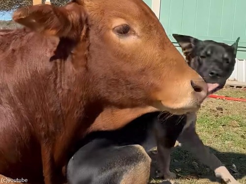 犬と牛に芽生えた愛情…テキサスの牧場で繰り広げられる心温まる瞬間（動画）