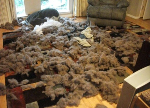 ペットのいたずら18