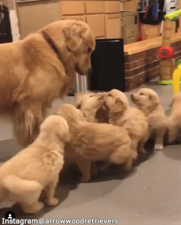 子犬たちの世話がどれだけ大変か これを見ると実感する 動画 らばq