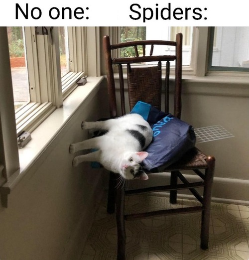 スパイダーマンみたいな猫01