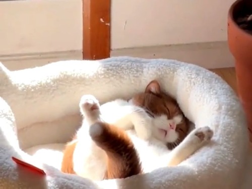 猫のしっぽだけ起きてるとき