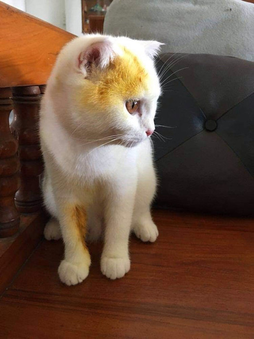 ���ŤΥ�����ǥԥ����奦������ǭ03