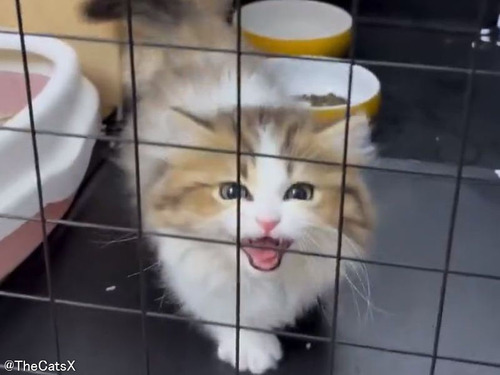 ケージを通り抜けようとした猫が…無理だと確信した瞬間の顔