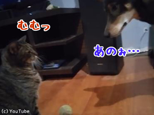 ボールで遊びたい犬と猫00