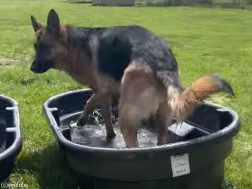 飼い主に水をぶっかける犬
