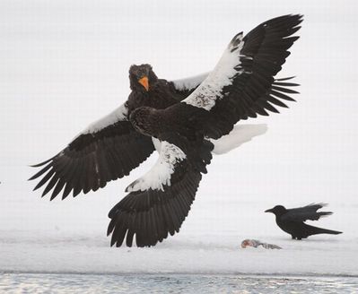 ����ưʪ�����ޥ�05