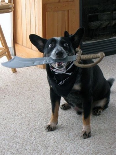 デンジャラス猫＆犬13