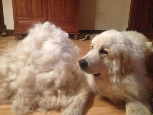 犬の毛変わり09