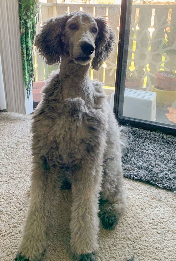 愛犬のヘアカットに挑戦した飼い主たち とても残念な結果いろいろ らばq 愛犬のヘアカットに挑戦した飼い主たち とても残念な結果いろいろ らばq