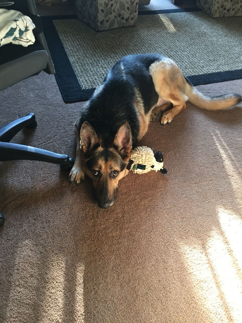 妻がお風呂に入ってる時のうちの犬04