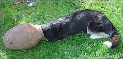 突っ込んでる動物13