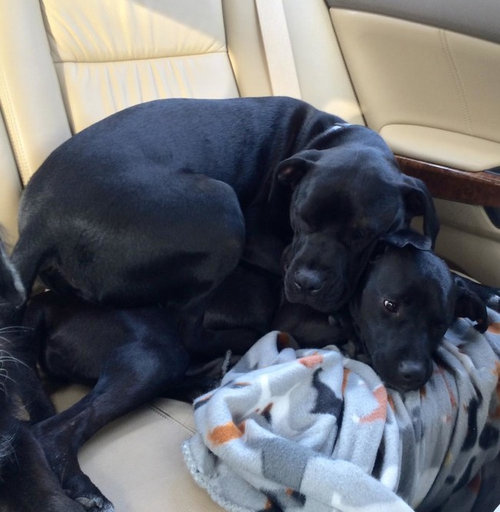 距離感が近い犬たち13