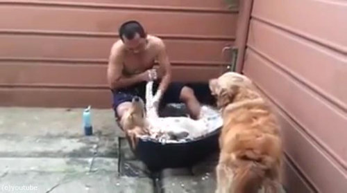 シャンプー犬01