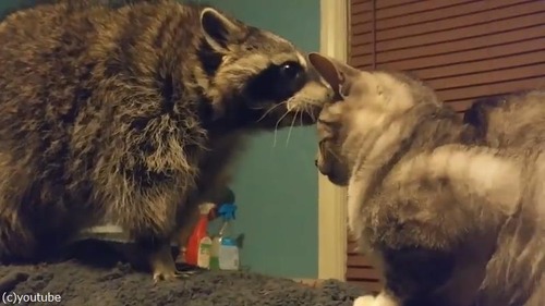 ͷ��Ǥۤ������饤����VS�������ǭ03