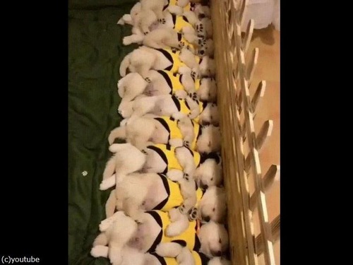 犬の日特集06