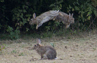 うさぎ飛び跳ね15