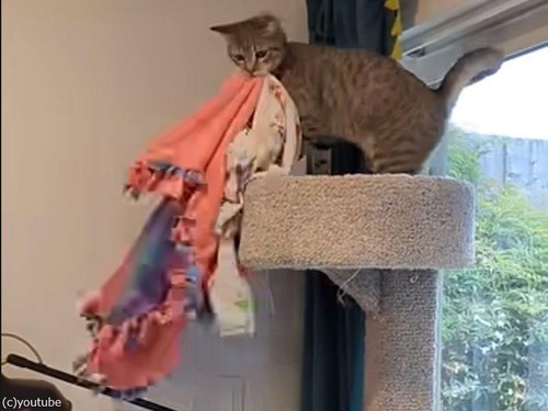お気に入りの毛布を運ぶ猫…キャットタワーから秘密の場所に（動画）