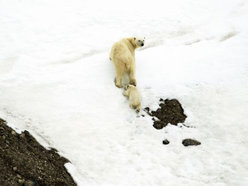 白クマ親子03
