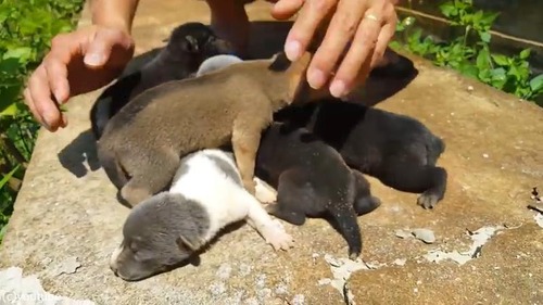 ˸ƤФƿϩ˹ԤäƤߤ05