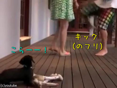 レディを守る小さな子犬00