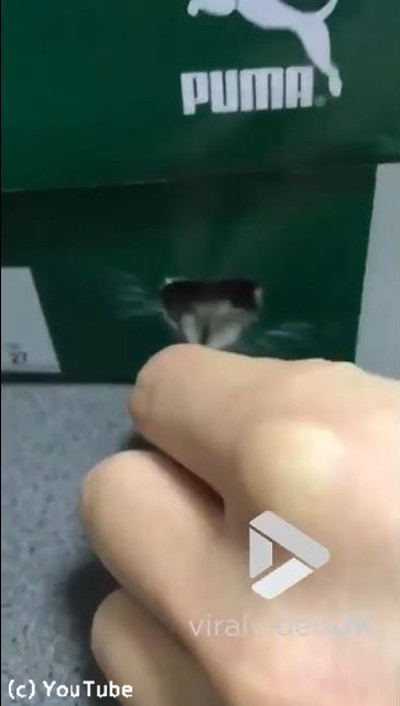 �ϥॹ�����δ�äƤ���ʤˤ��餫�����01