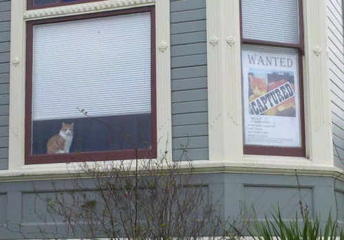 猫が見つかった01