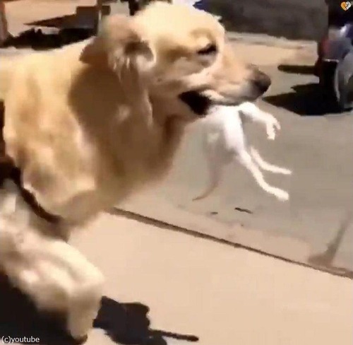 ゴールデンレトリバーが迷子の子猫を拾ってくる01