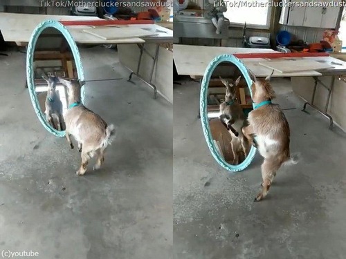 鏡と戦う子ヤギ01