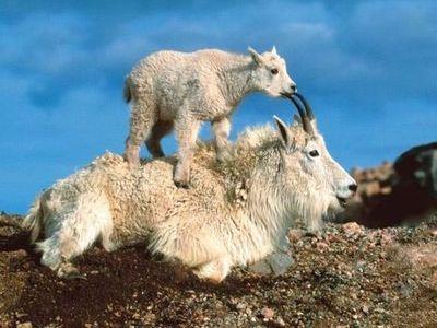 ヤギの崖を登る能力00