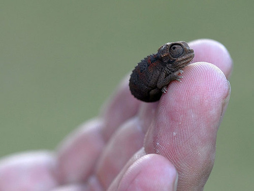 06Baby 赤ちゃん動物たち baby chameleon