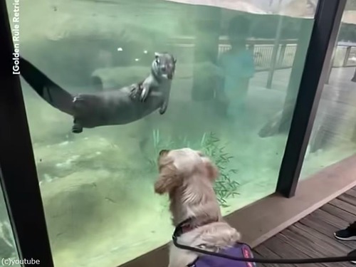 「気になる…」カワウソと犬がガラス越しに挨拶（動画）