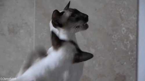 ����ͤΥ����������ǭ�ϡ�03