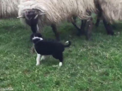 初めての牧羊犬03