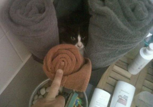 うちの猫じゃない14