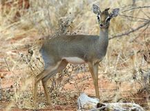 7.キルクディクディク(Kirk's dik-dik antelope)