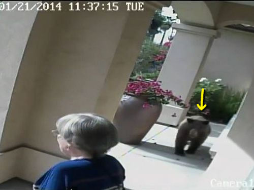 老夫婦がクマと遭遇してた00