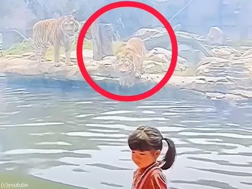 小さな女の子の背後に跳びかかる虎