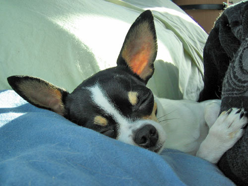 ペットと寝る理想と現実05