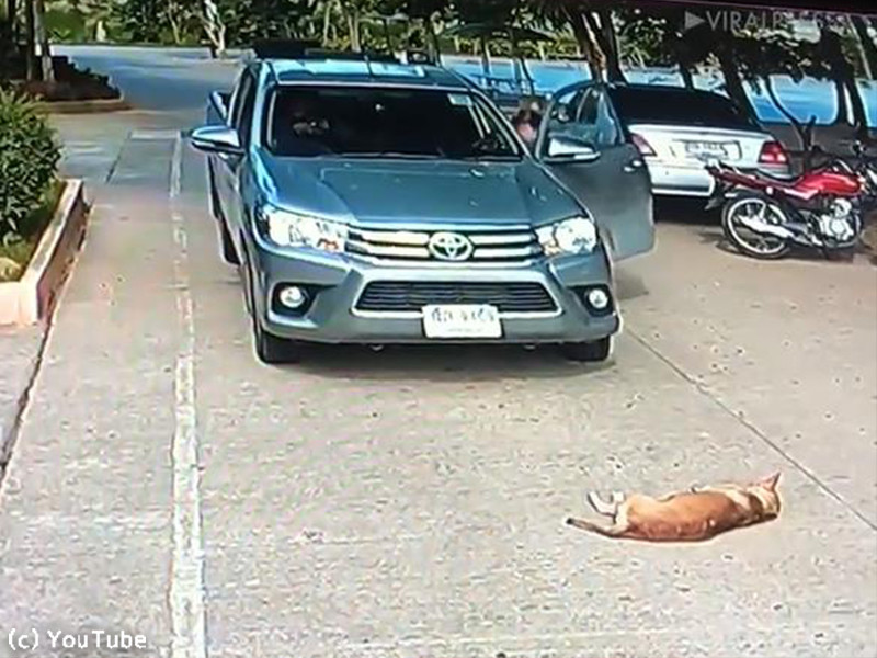 この犬 お昼寝のしかたがマイペースすぎる 動画 らばq この犬 お昼寝のしかたがマイペースすぎる 動画 らばq
